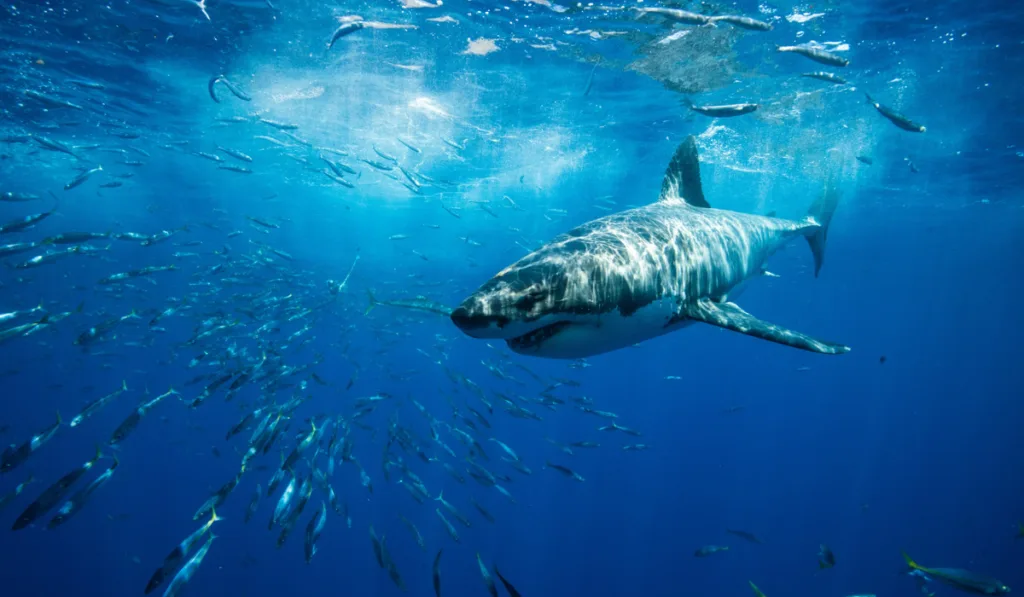 great white shark in deep blue sea with small fishes around 
