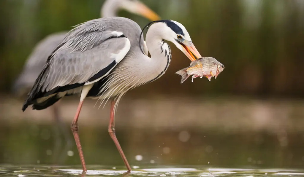 Grey heron catches fish in the river
