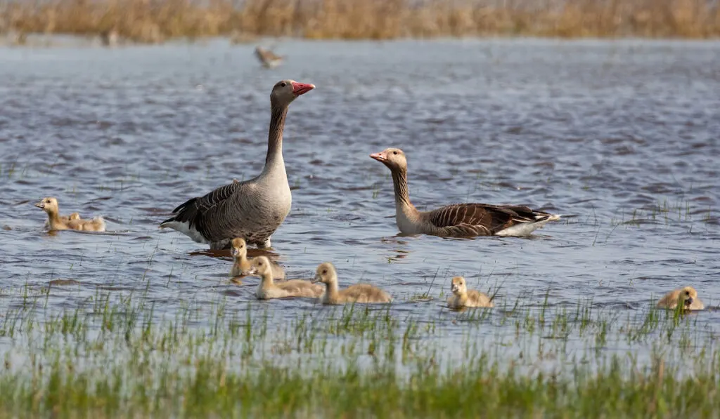 Greylag goose family floating on the lake