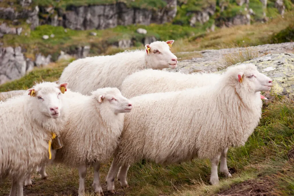 Group of sheeps