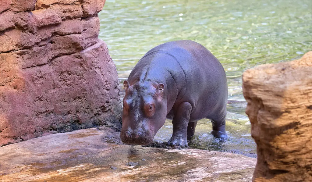 Hippopotamus in the water in the wild