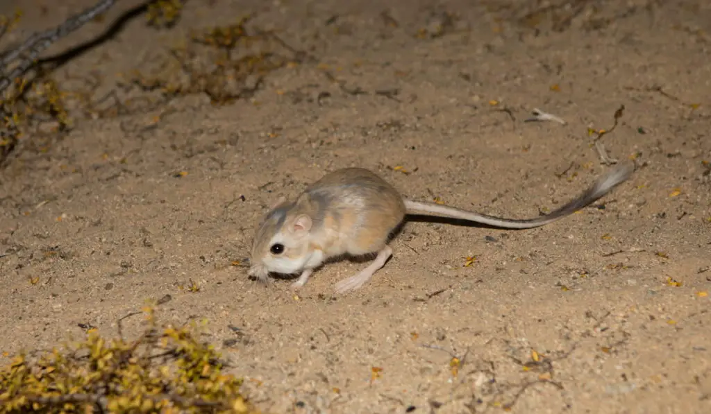 Kangaroo rat in Mojave desert