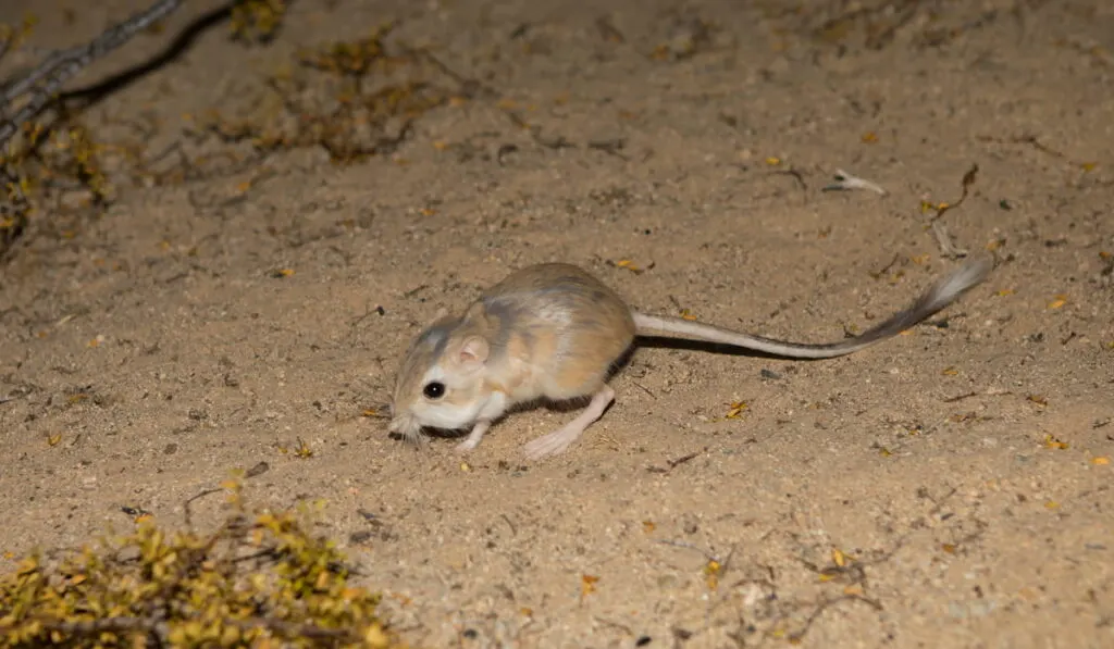 Kangaroo rat in Mojave desert 