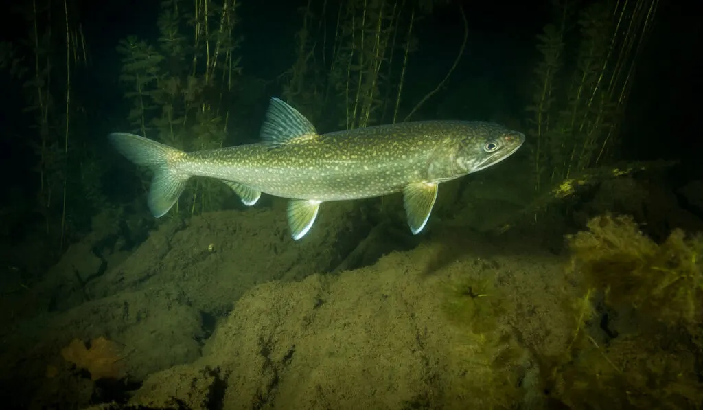 Lake trout underwater spawning in late autumn