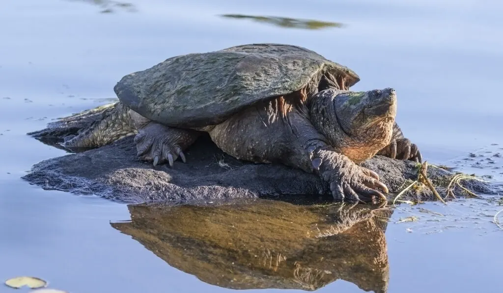 Large common snapping turtle ( Chelydra Serpentina ) basking on a rock