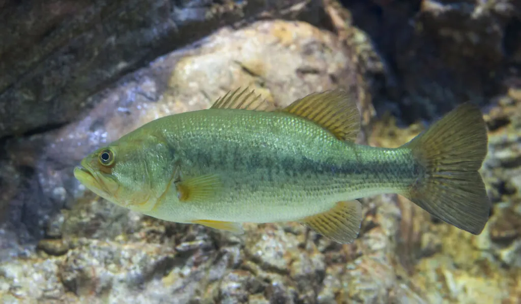 Largemouth bass or Micropterus Salmoides underwater scene