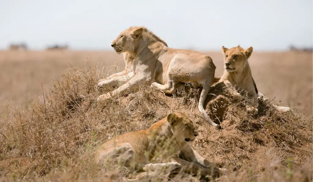 Lions pride in Serengeti