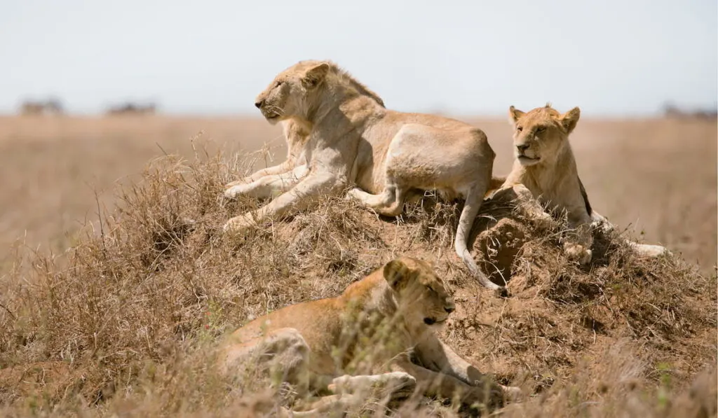 Lions pride in Serengeti