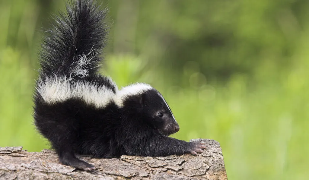 Little Skunk stretching over a tree bark