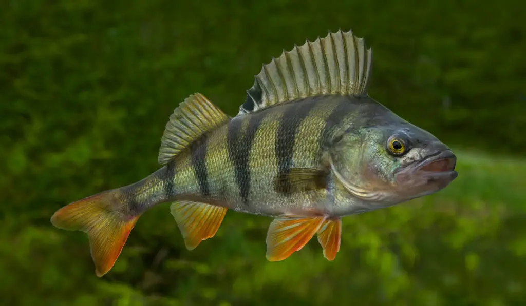 Live perch fish underwater on natural green background