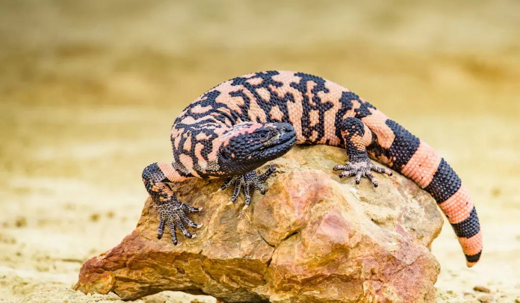 Lizard Gila Monster