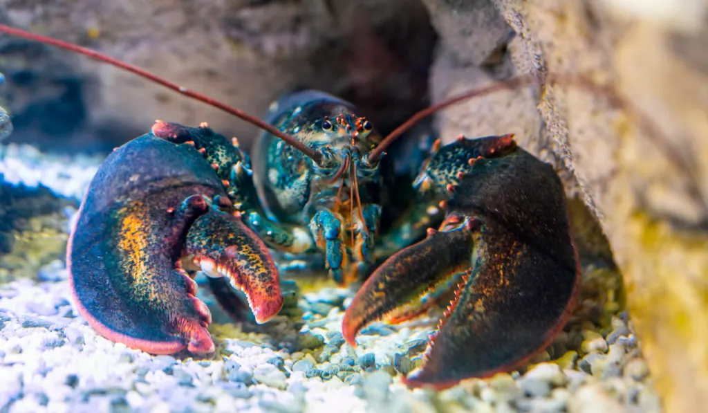 Lobster under water on a rocky bottom
