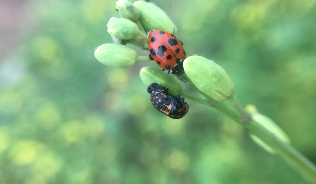 Macro bugs and insect against green blurry background