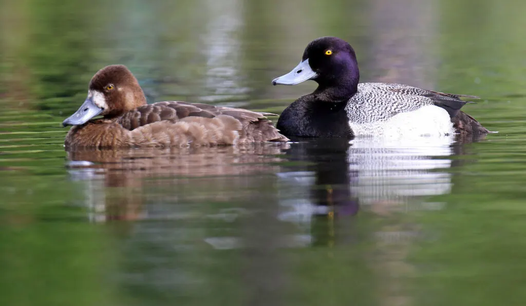 Male and Female Lesser Sccaups ( Aythya Affinis ) on a lake