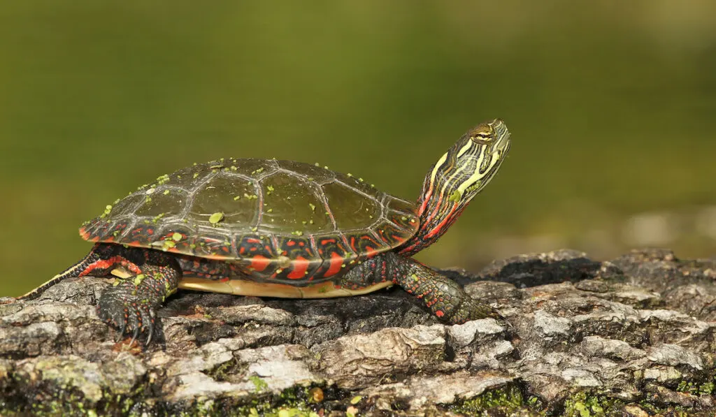 Midland painted turtle ( Chrysemys Picta marginata ) on a log