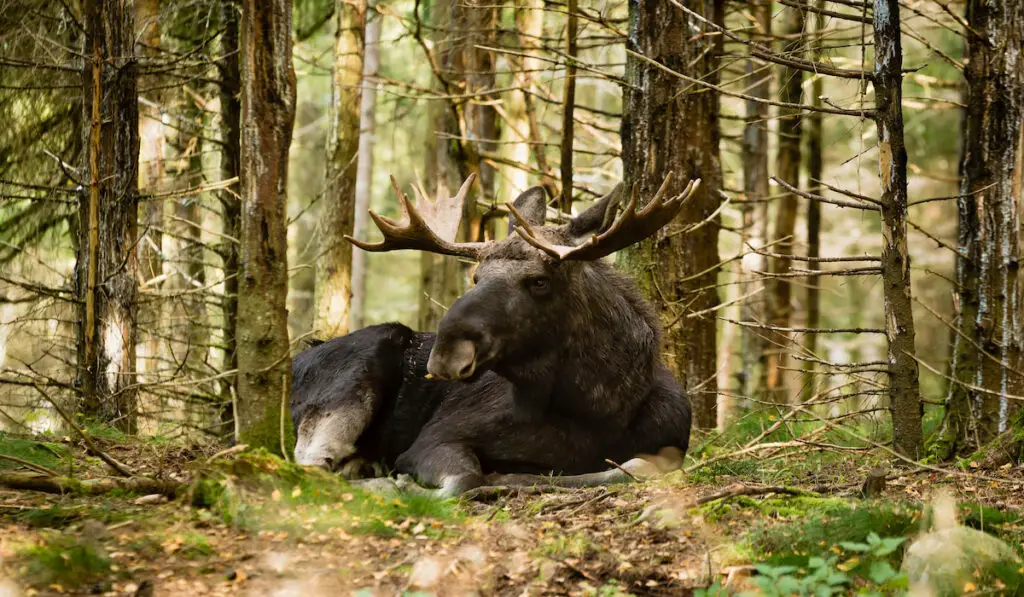 Moose bull with fine antlers resting in dense spruce forest