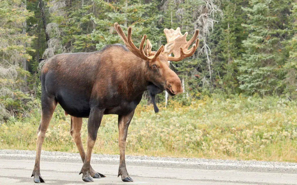 Moose on the street in the Canadian Rocky Mountains