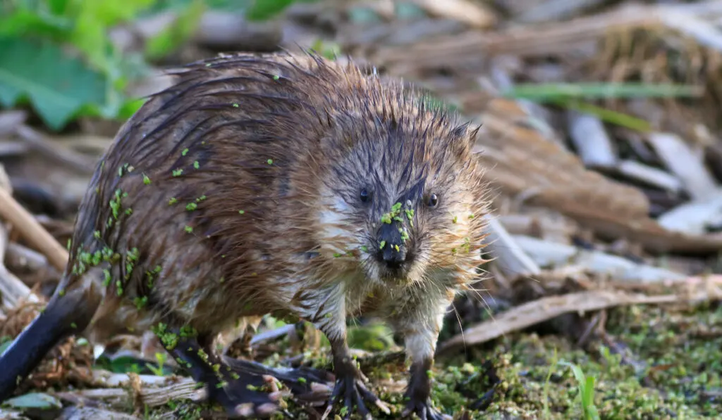 Muskrat ( ondatra zibethica ) coming out from the lake