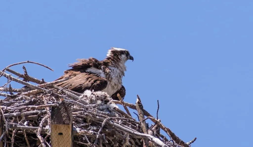 Osprey nesting