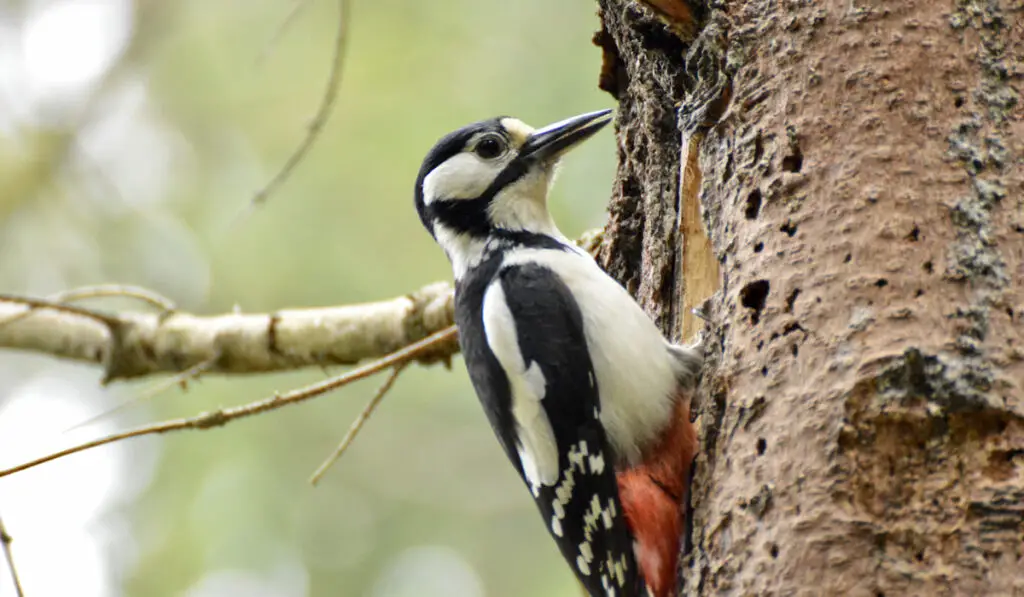 black and white woodpecker on a tree trunk