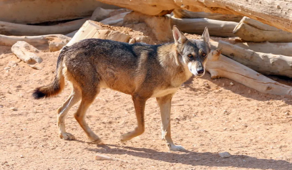 Rare Arabian Wolf