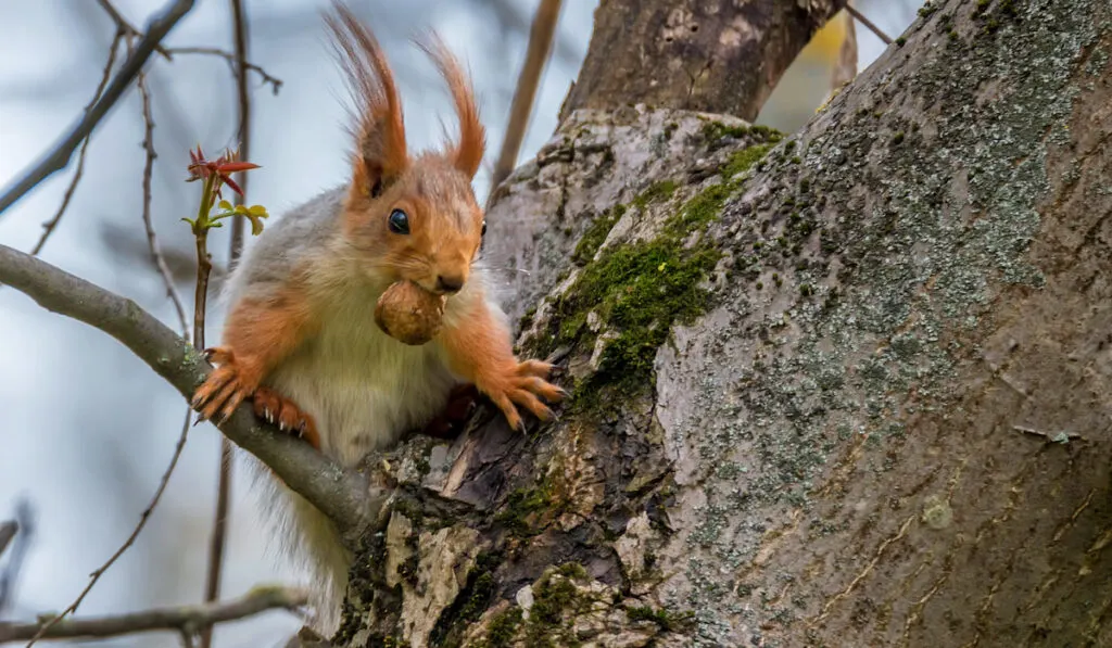 Red cute squirrel eating nut on the tree in the forest