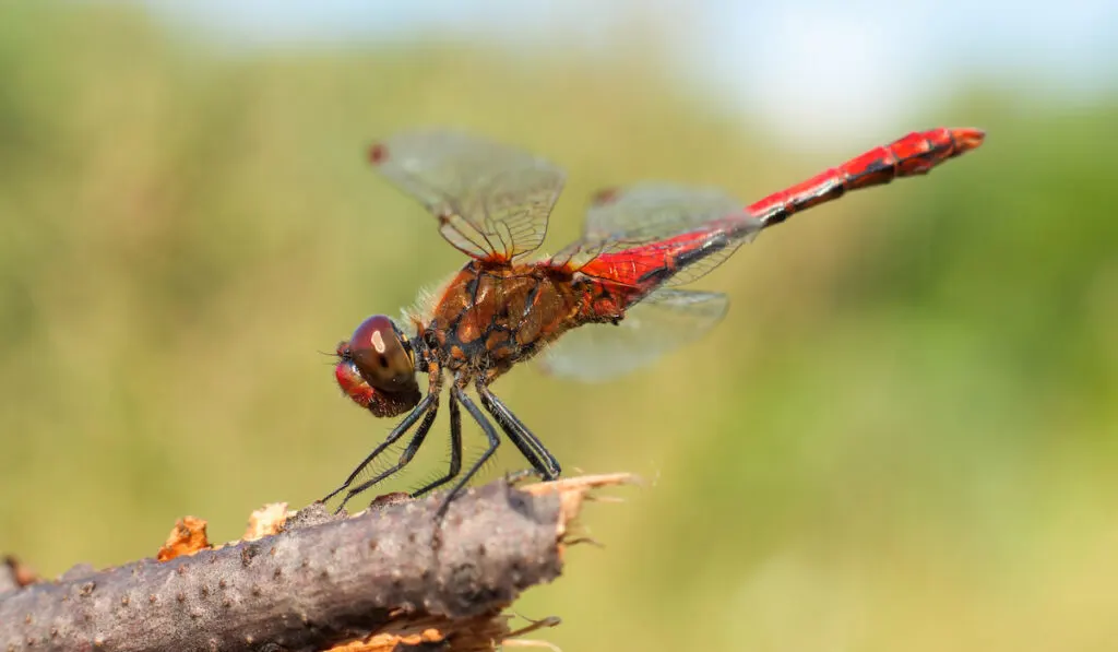 Red dragonfly sitting on a branch against a blurry yellow green background