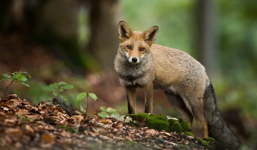 Red fox standing on foliage in woodland in autumn