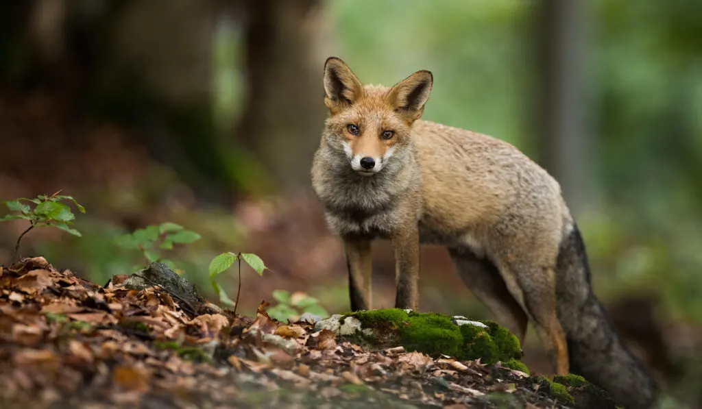 Red fox standing on foliage in woodland in autumn