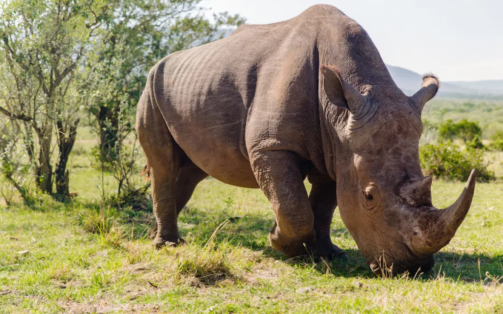 Rhinoceros grazing in Savannah at Africa