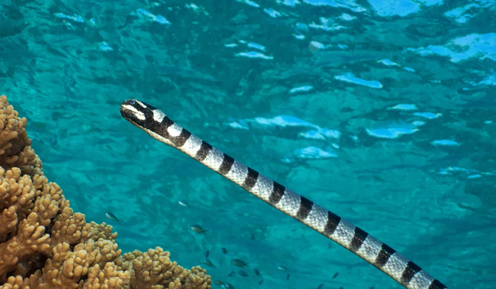 black and grey sea snake in the sea
