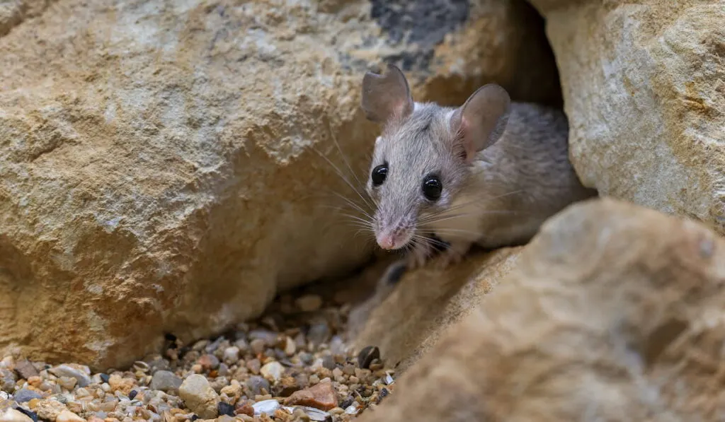 Seurat’s Spiny Mouse