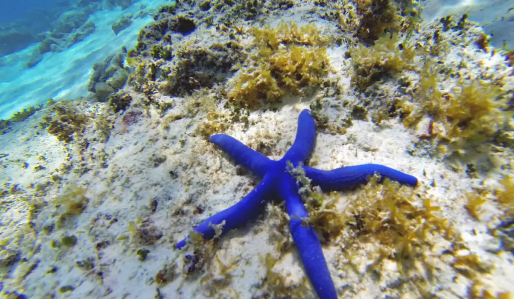 blue Starfish in the seafloor