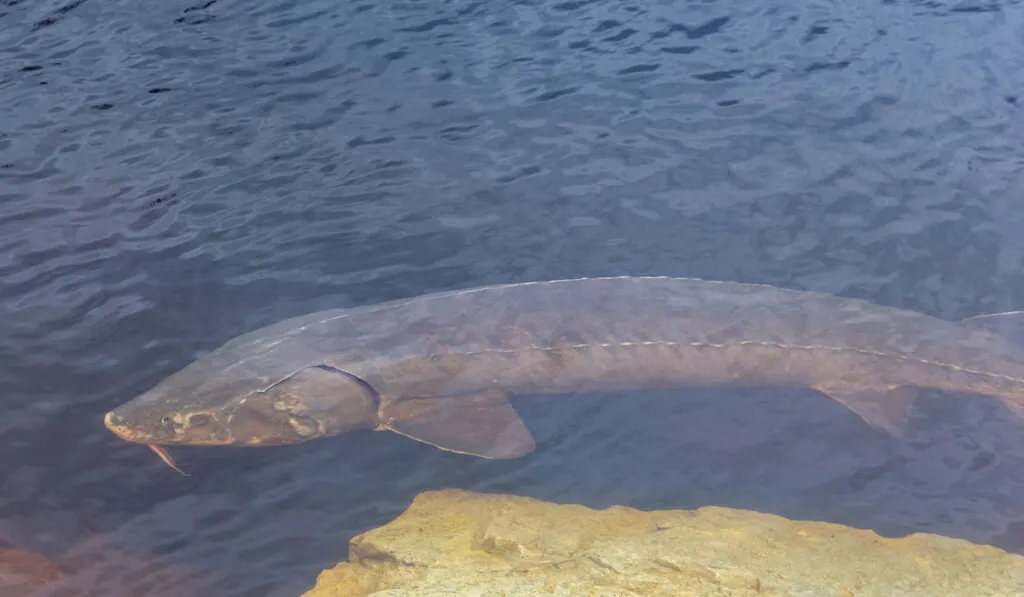 Sturgeon ( Acipenser Fulvescens ) swimming along a rocky shore during spawning season on the river 