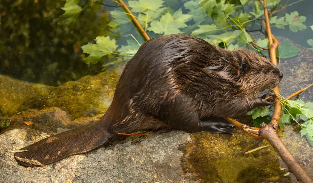 The eurasian beaver ( castor fiber ) eating a branch of a fallen tree in the lake