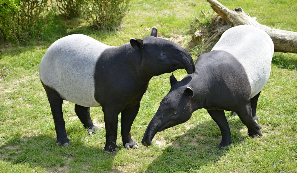 Two Malayan Tapirs on grass 