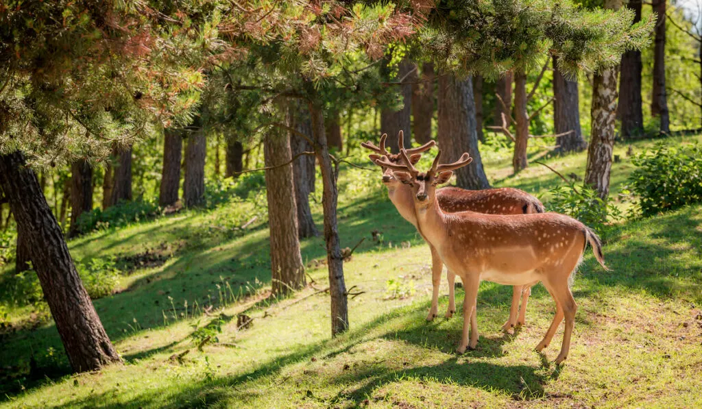 Two wonderful deers in the forest at down, Poland Europe