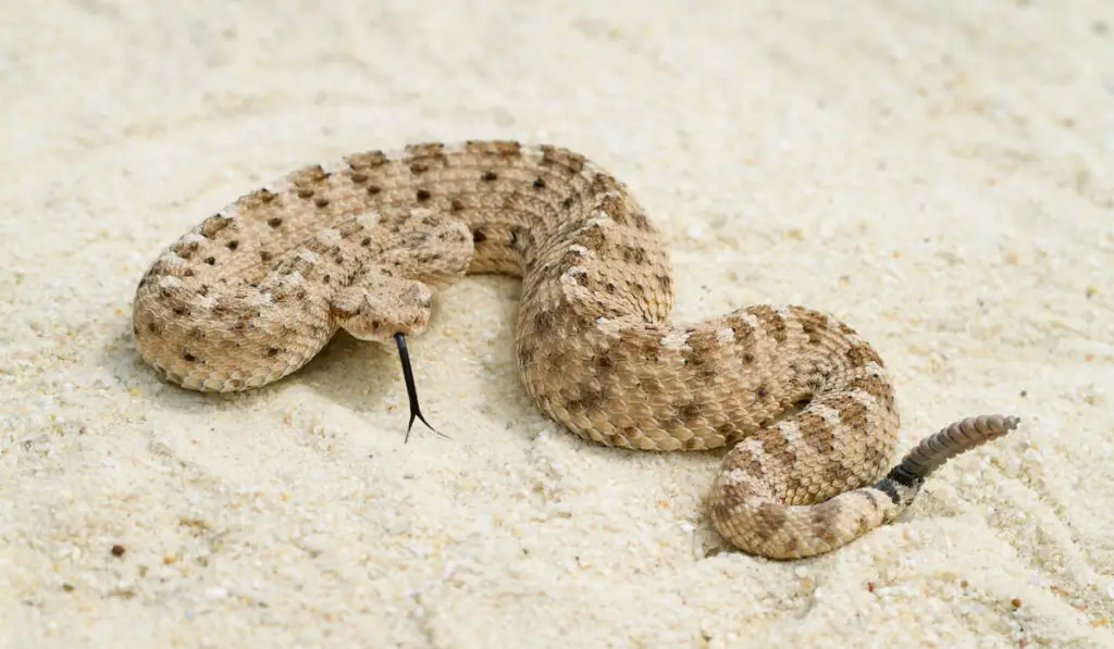 Venomous Sidewinder Rattlesnake on the sand