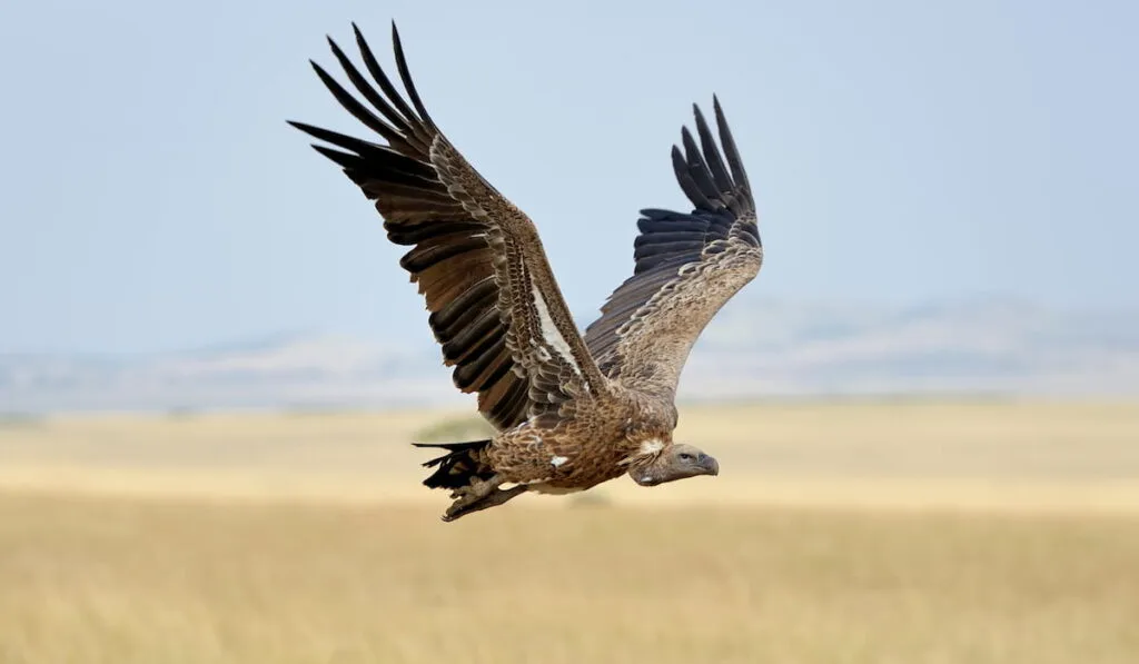 Vulture flying