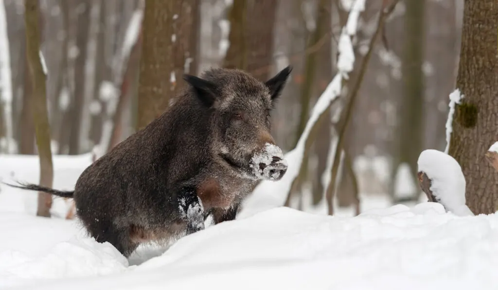 Wild boar in winter forest