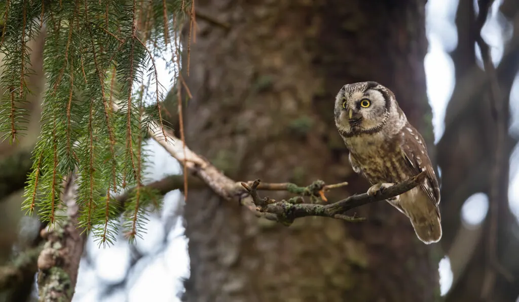 Wild boreal owl sitting on a branch of a tree in a forest