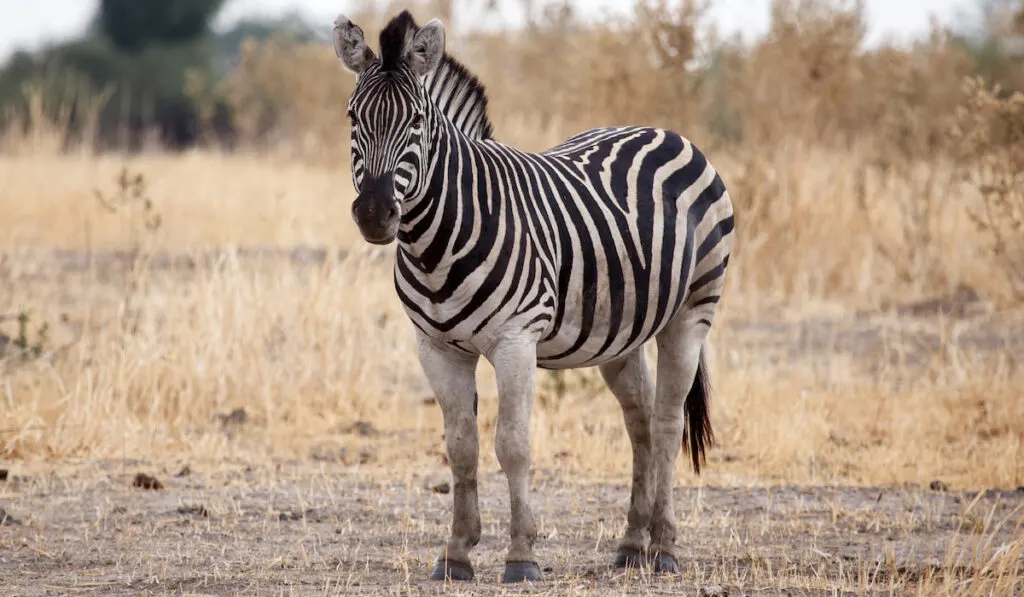 Zebra at National Park in Botswana