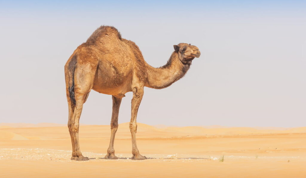 camel in the desert