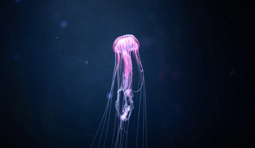 glowing jellyfish chrysaora pacifica underwater
