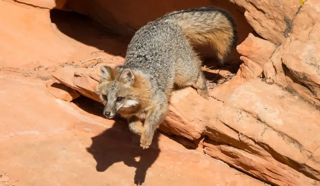 grey fox running across a red sandstone rock formation