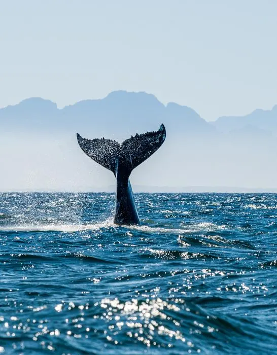 humpback whale in the ocean