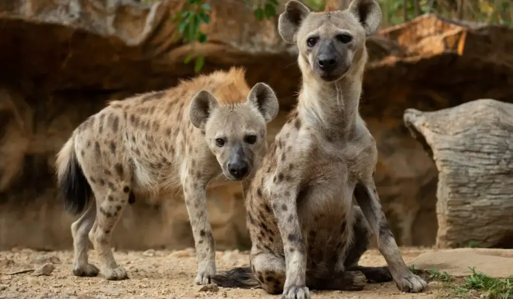 hyenas looking for their next prey