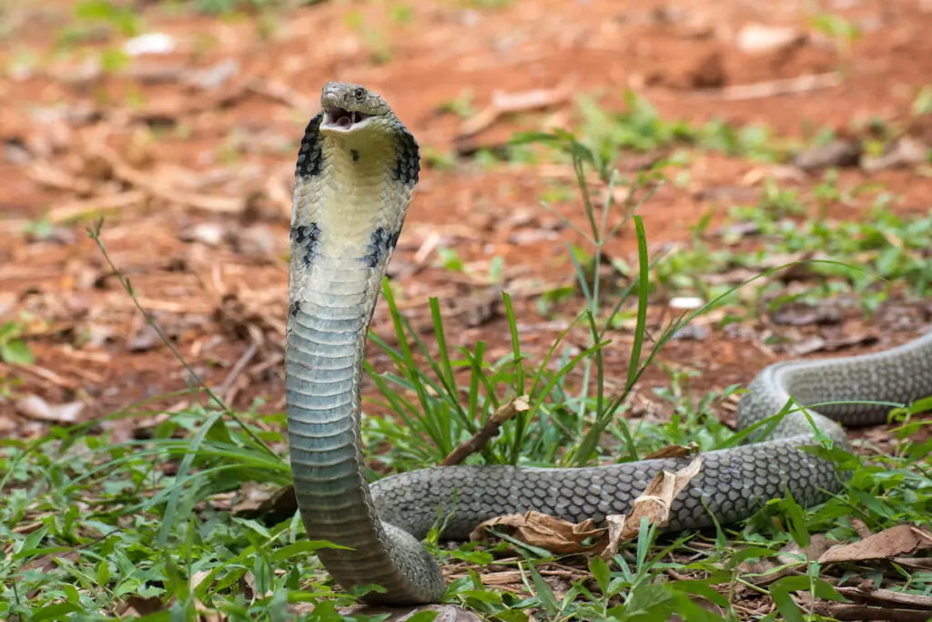 king cobra in attack position