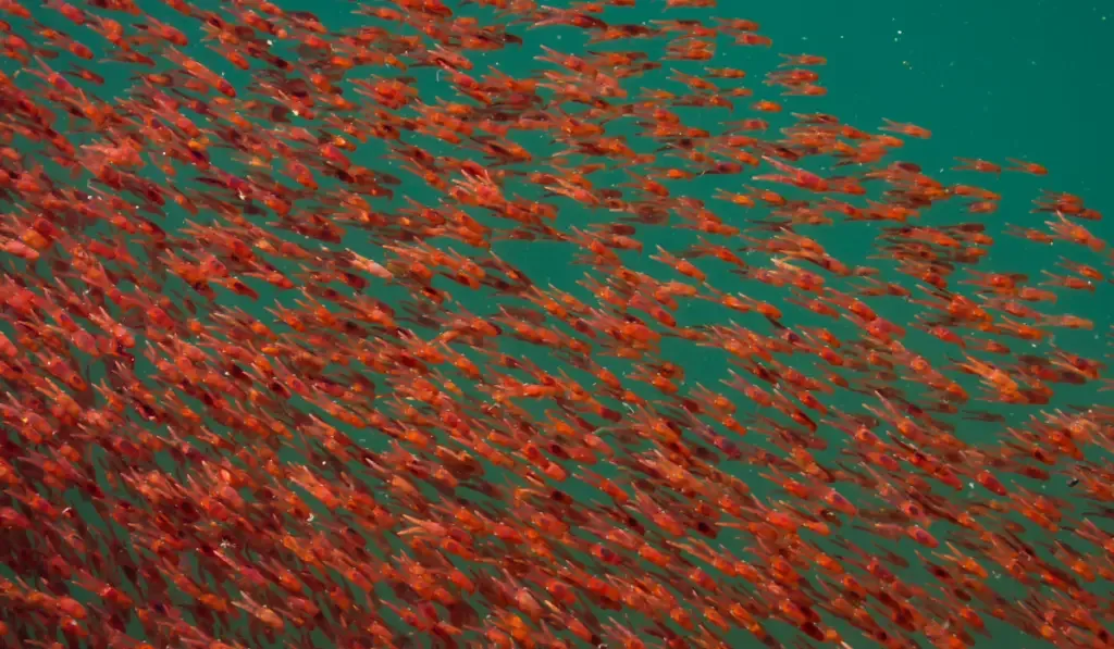 lobster krill swarm in sea water
