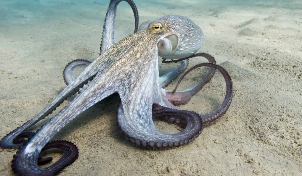 octopus in the seafloor